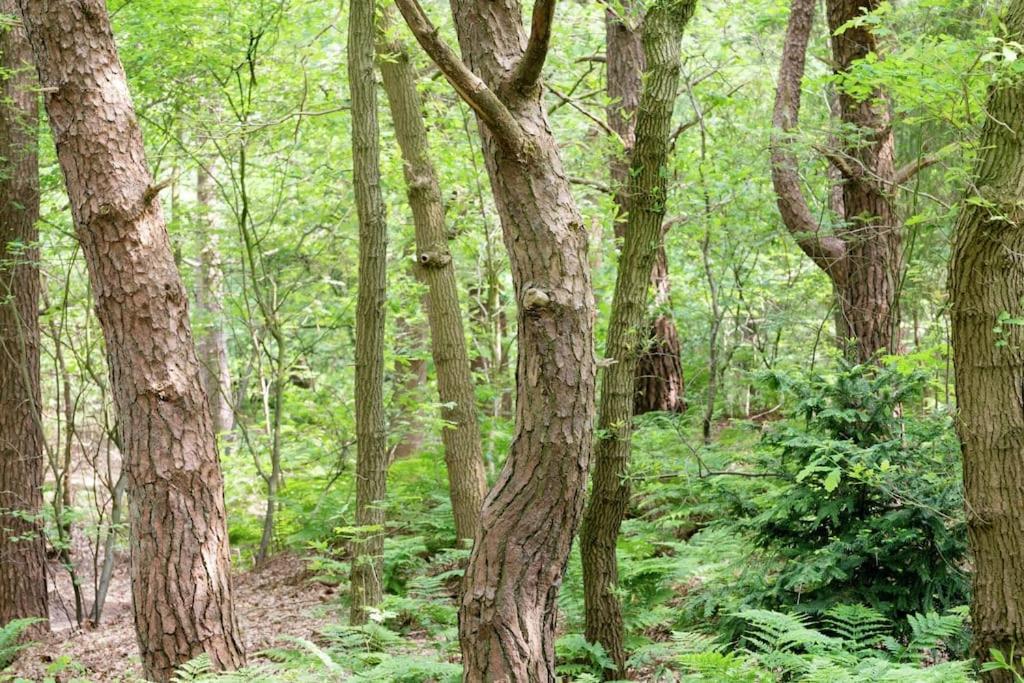 Het Boshuis Dalfsen Bagian luar foto
