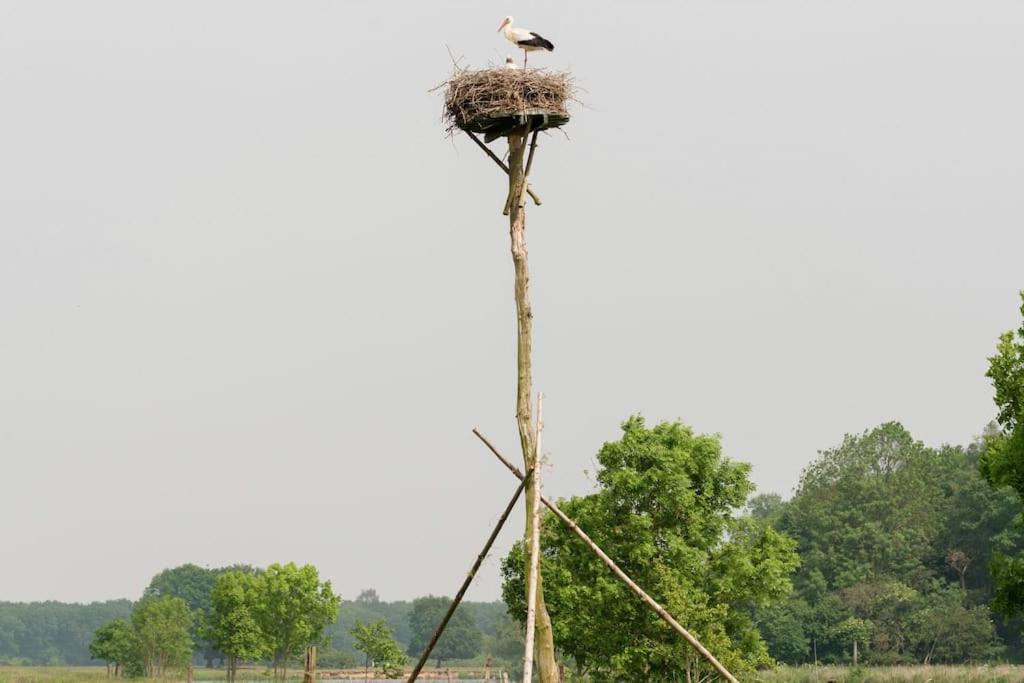 Het Boshuis Dalfsen Bagian luar foto